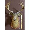 Image 1 : MOUNTED DEER HEAD - 35IN X 21IN