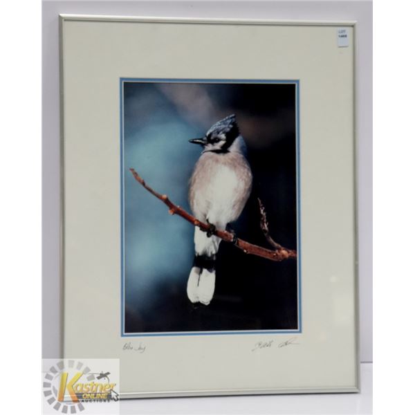 20" X 16" FRAMED "BLUE JAY" BY KINGFISHER
