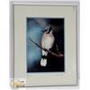 Image 1 : 20" X 16" FRAMED "BLUE JAY" BY KINGFISHER