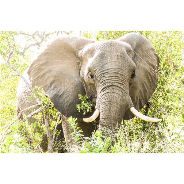 BARANOF JEWELERS: Stunning Natural Tanzanite and Diamond Ring