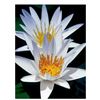 Image 1 : Davis, "Water Lily Duet" Limited Edition Giclee on Canvas (30" x 40"), Numbered and Hand Signed with