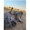 Image 5 : DOVE + PIGEON HUNTING in ARGENTINA 5 Hunters / 5 Hunting Days in SDE