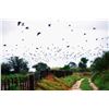 Image 8 : DOVE + PIGEON HUNTING in ARGENTINA 5 Hunters / 5 Hunting Days in SDE