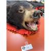 Image 2 : 6 Ft Long x 5 Ft Wide Bear Rug with Paw Repairs. LOCAL PICK UP ONLY