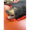 Image 3 : 6 Ft Long x 5 Ft Wide Bear Rug with Paw Repairs. LOCAL PICK UP ONLY