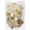 Image 8 : Zuni Picasso Marble Frog Fetish by Hudson Sandy