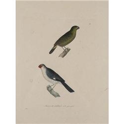 4 Hand-Colored Etchings