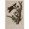 Image 1 : John J. Audubon, Lithograph