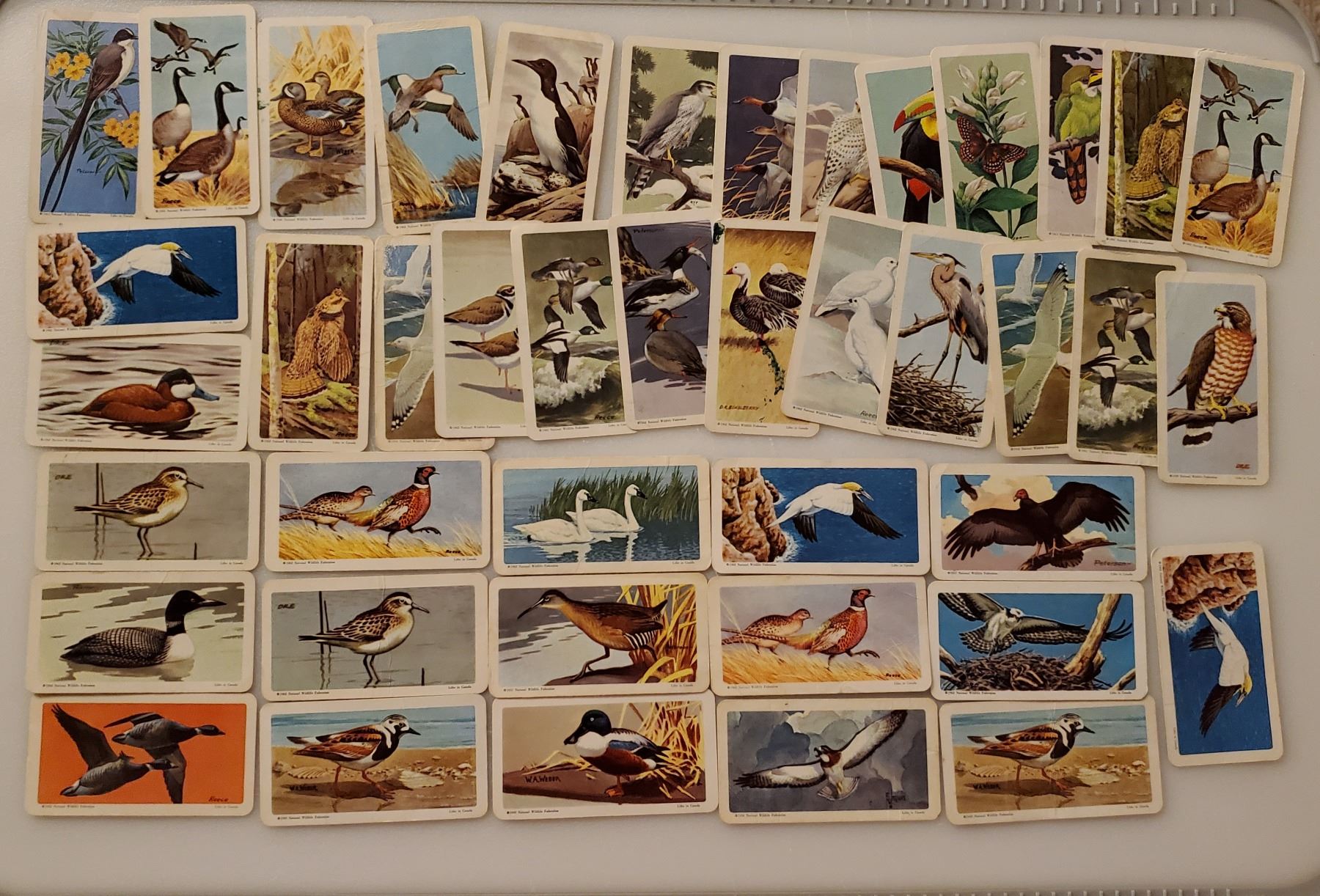 Lot of Red Rose / Blue Ribbon Tea Cards