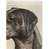 Image 4 : R H Palenske print of a Black Labrador Retriever.