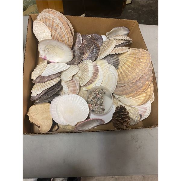 Lot of shells