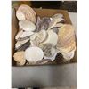 Image 1 : Lot of shells