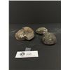 Image 1 : Lot of 3 Dark Fossils