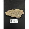 Image 2 : Lot of 3 Light Fossils