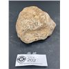 Image 3 : Lot of 3 Light Fossils