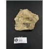 Image 4 : Lot of 3 Light Fossils