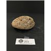 Image 2 : Fossil Egg 4.5" LongRear