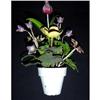 Image 1 : Italian Tole Multi-Color Flowers in White Pot #2299217
