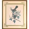 Image 1 : Robert Havell, ?Cat Birds? Bird  Print, #2263595