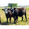Image 2 : Cornerglen Ranching (Hansen) 10 Angus/Hereford X Bred Heifers