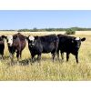 Image 5 : Cornerglen Ranching (Hansen) 10 Angus/Hereford X Bred Heifers