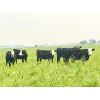 Image 3 : Cornerglen Ranching (Hansen) 5 Angus/Hereford X Bred Heifers