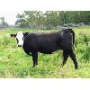Image 5 : Cornerglen Ranching (Arda Farms) 10 Angus/Hereford X Bred Heifers