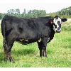Image 6 : Cornerglen Ranching (Arda Farms) 10 Angus/Hereford X Bred Heifers