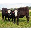 Image 3 : Cornerglen Ranching (Arda Farms) 10 Angus/Hereford X Bred Heifers