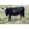 Image 2 : Cornerglen Ranching (Arda Farms) 10 Angus/Hereford X Bred Heifers