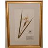 Image 1 : Framed Iris Botanical, c. 1948 signed #2296107