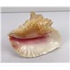 Image 1 : Large Queen Conch Shell