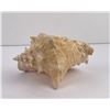 Image 2 : Large Queen Conch Shell