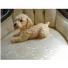 Image 1 : Goebel Poodle Puppy #2248074