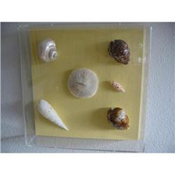 "International Delight wall decor(shells)! #2248120