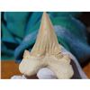 Image 2 : Extra Large Prehistoric Otodus Shark's Tooth Fossil