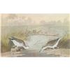 Image 1 : c1946 Audubon Print, #310 Spotted Sandpiper