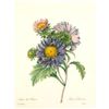 Image 1 : After Pierre-Jospeh Redoute, Floral Print, #9 Aster