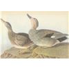 Image 1 : c1946 Audubon Print, #348 Gadwall