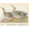 Image 2 : c1946 Audubon Print, #348 Gadwall