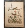Image 2 : c1946 Audubon Print, #109 Savannah Sparrow