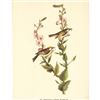 Image 2 : c1946 Audubon Print, #59 Chestnut-Sided Warbler