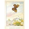 Image 2 : 1920's Blue-Eyed Grayling Butterfly Color Lithograph Print