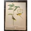 Image 2 : c1946 Audubon Print, #110 Hooded Warbler