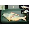 Image 1 : Minton Model of a Fish #2246616