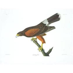 Havel R Louisiana Hawk Offset Lithograph #2269588