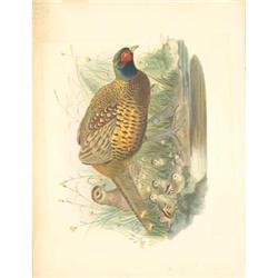 Unknown Phasianus Colchicus Lithograph #2269594