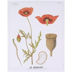 Deyrolle The Poppy Teaching Chart #2270152