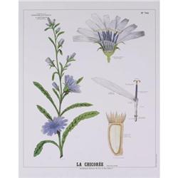 Deyrolle Chicoree Teaching Chart #2270153