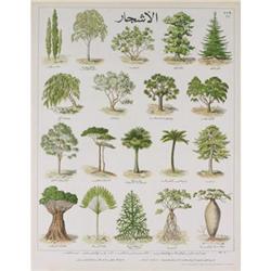 Deyrolle The Tree Teaching Chart #2270154